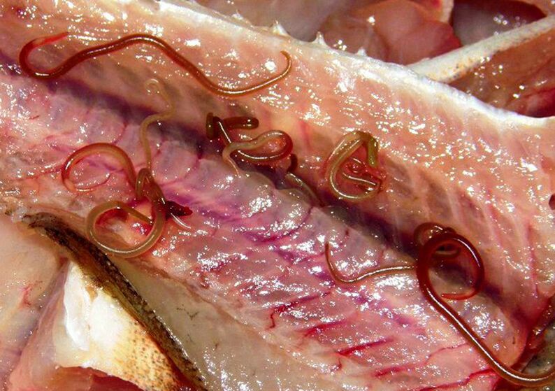 viermi în pește crud