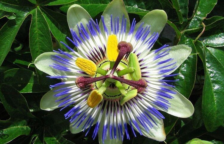 floarea pasiflorei ajută la combaterea paraziților